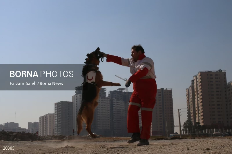 Detection dog training
