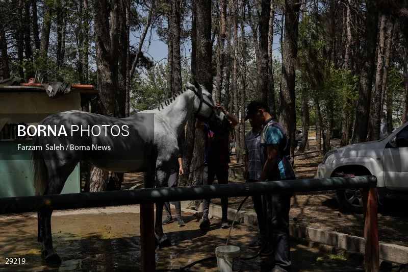 Armos Cup international horse jumping competition