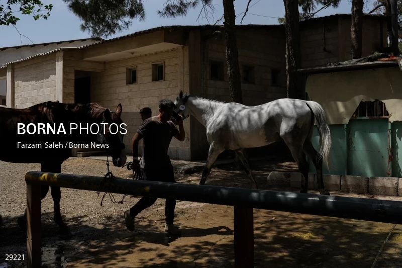 Armos Cup international horse jumping competition