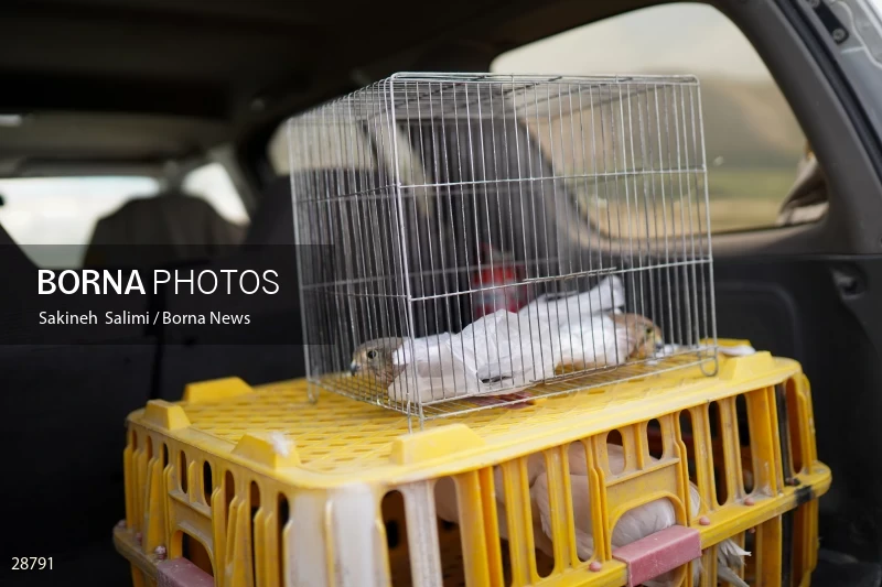 Releasing several species of birds in Lar National Park