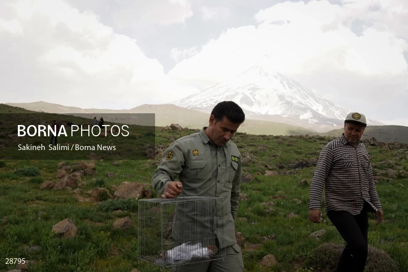 Releasing several species of birds in Lar National Park