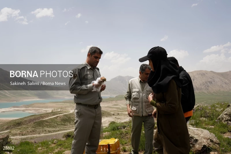 Releasing several species of birds in Lar National Park