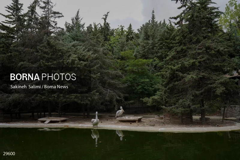 Tehran Birds Garden