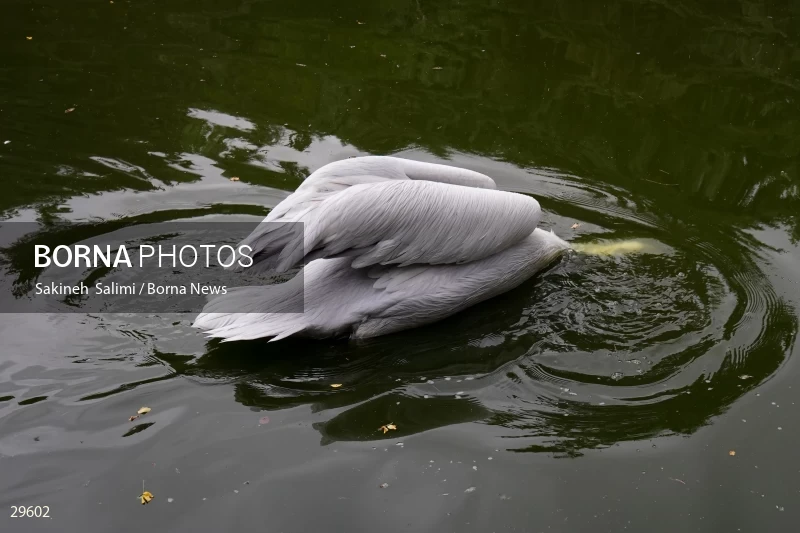 Tehran Birds Garden