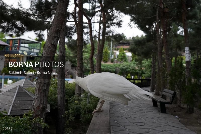 Tehran Birds Garden