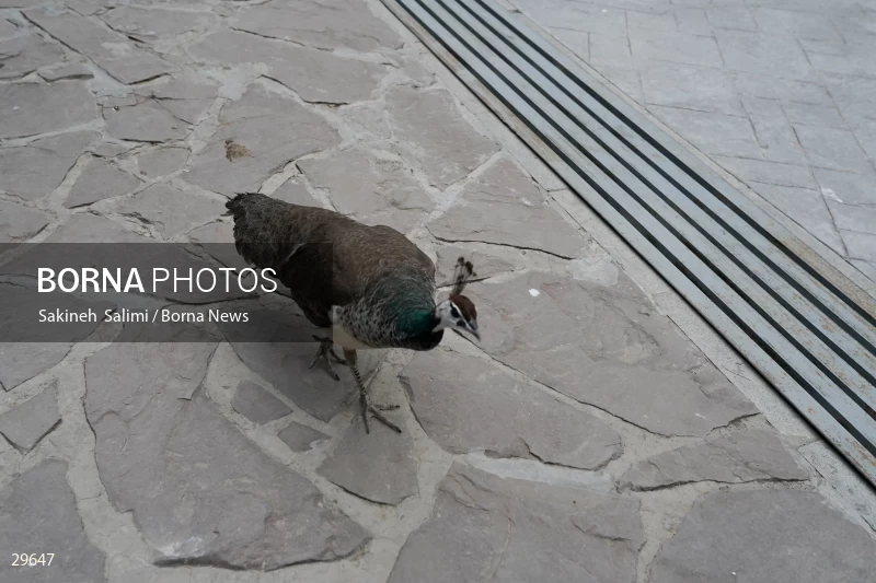 Tehran Birds Garden