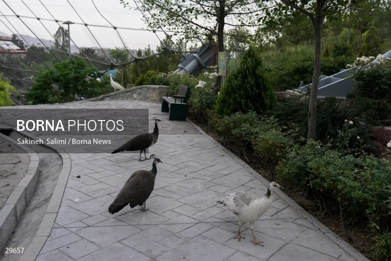 Tehran Birds Garden