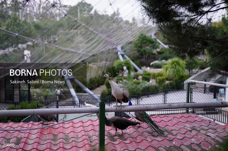 Tehran Birds Garden