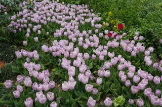 بوستان باغ ایرانی