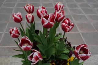 بوستان باغ ایرانی