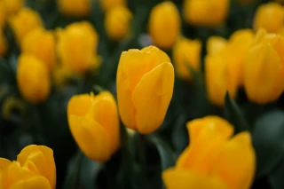 بوستان باغ ایرانی