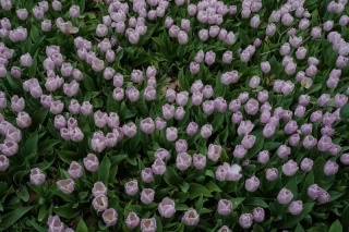 بوستان باغ ایرانی