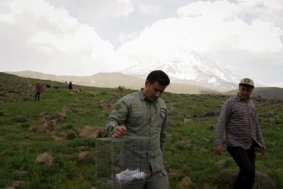 رهاسازی چند گونه پرنده در پارک ملی لار