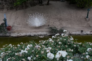 باغ پرندگان تهران