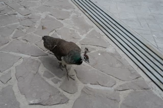 باغ پرندگان تهران